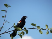 Bird watching in Stanley Park