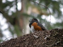 Spotted Towhee in Stanley Park 