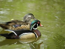 duck pair in Stanley Park