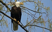 bald eagle stanley park