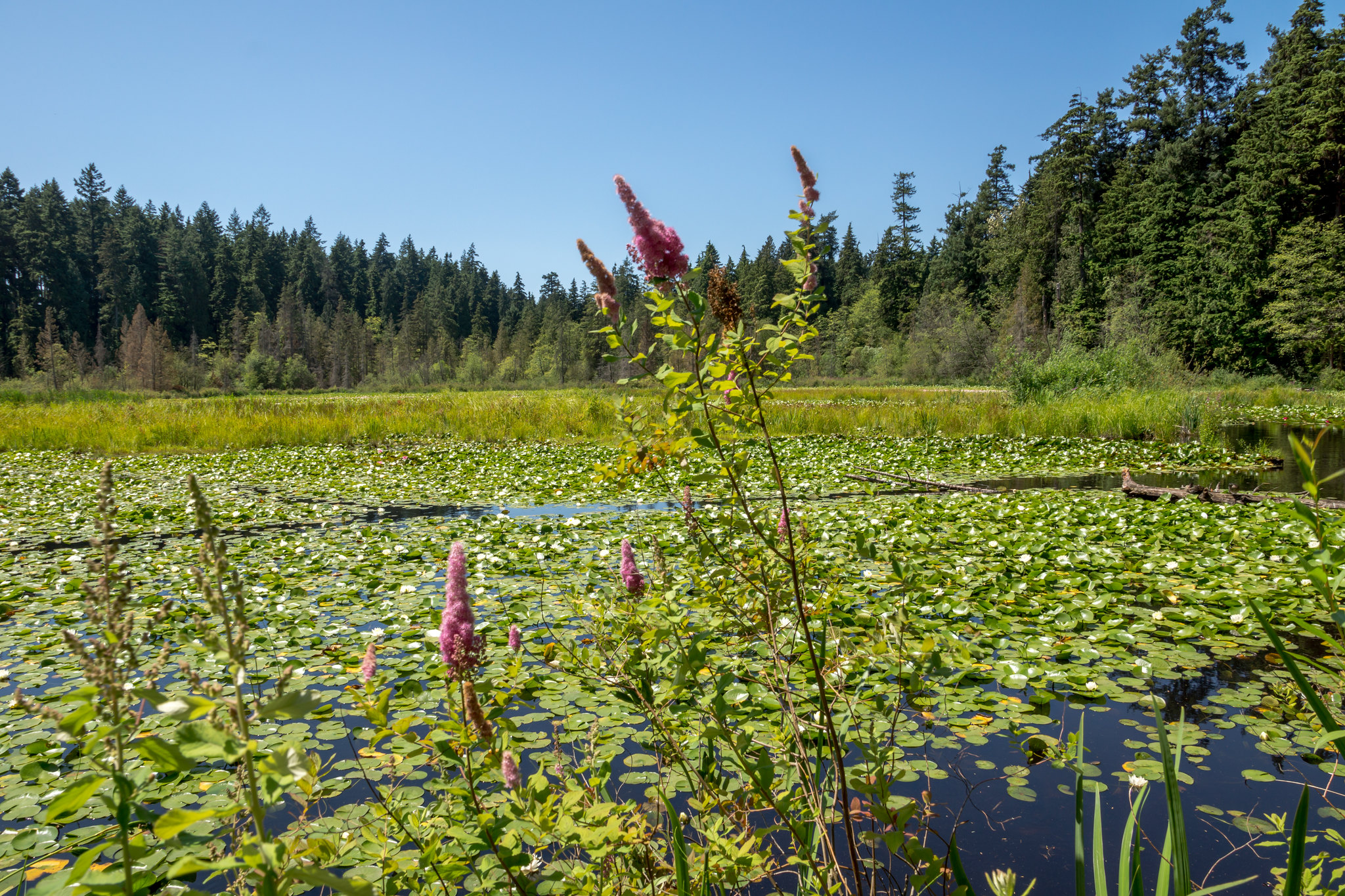 Get to Know a Trail Beaver Lake Trail Events Stanley Park Ecology